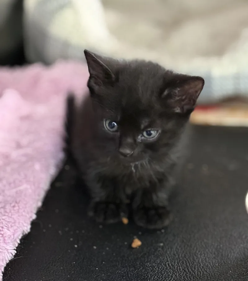 A baby small-sized male Black Domestic Short Hair cat named Olli for adoption in Johnson City, TN