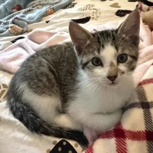 Figaro thumbnail 2