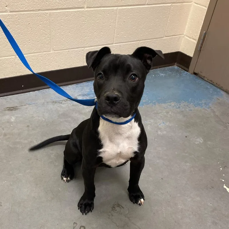 A baby medium-sized female Black Mixed Breed dog named Lavi for adoption in Memphis, TN