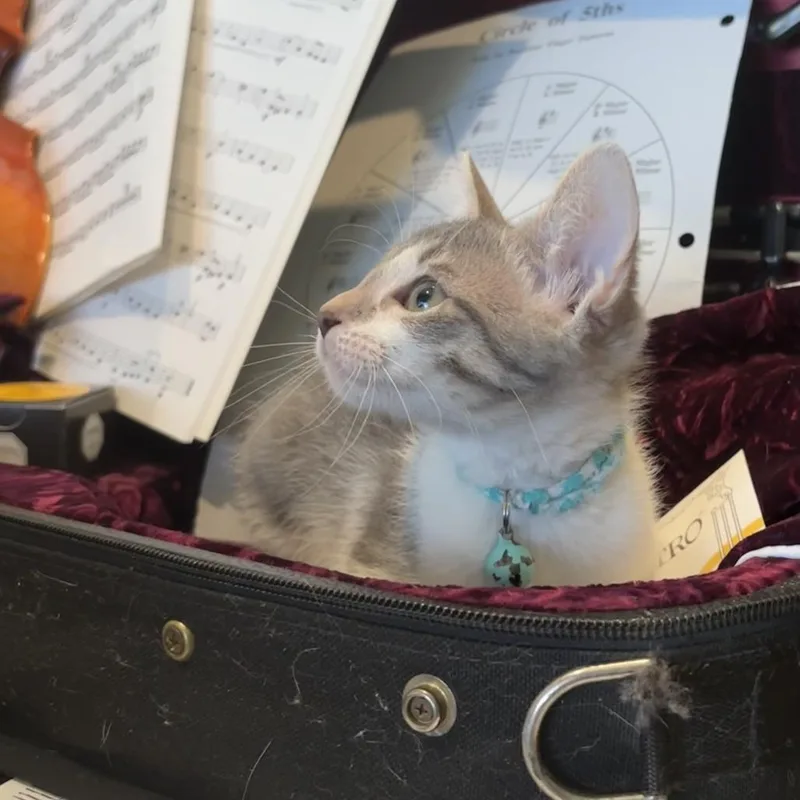 A baby small-sized female Gray / Blue / Silver Domestic Short Hair cat named Largo for adoption in Bastrop, TX