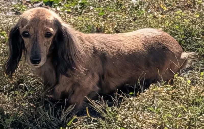 An adult small-sized female Brindle Dachshund dog named Nina in TN for adoption in Shelbyville, TN