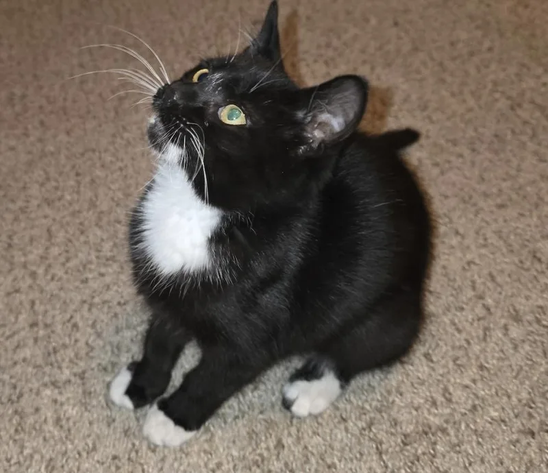 A baby small-sized female Black & White / Tuxedo Domestic Short Hair cat named Teeny for adoption in Emporia, KS