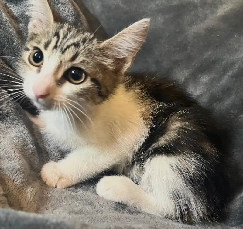 A baby small-sized female Brown / Chocolate Tabby cat named Annie Oakley Outlaw for adoption in Anthem, AZ