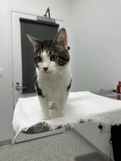 An adult large-sized male White Domestic Short Hair cat named Big Ambitions for adoption in Kansas City, MO