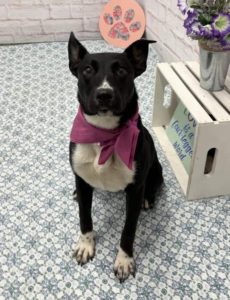 A baby medium-sized female Mixed Breed dog named Officer Nibbles for adoption in Detroit, MI