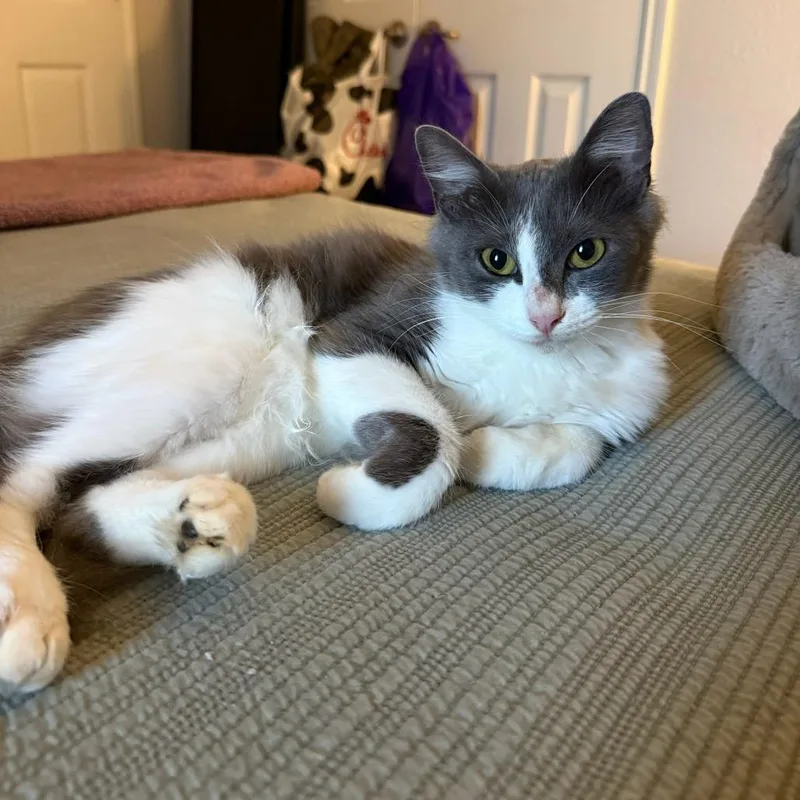 A young medium-sized female Gray / Blue / Silver Domestic Long Hair cat named Dottie for adoption in Webster, TX