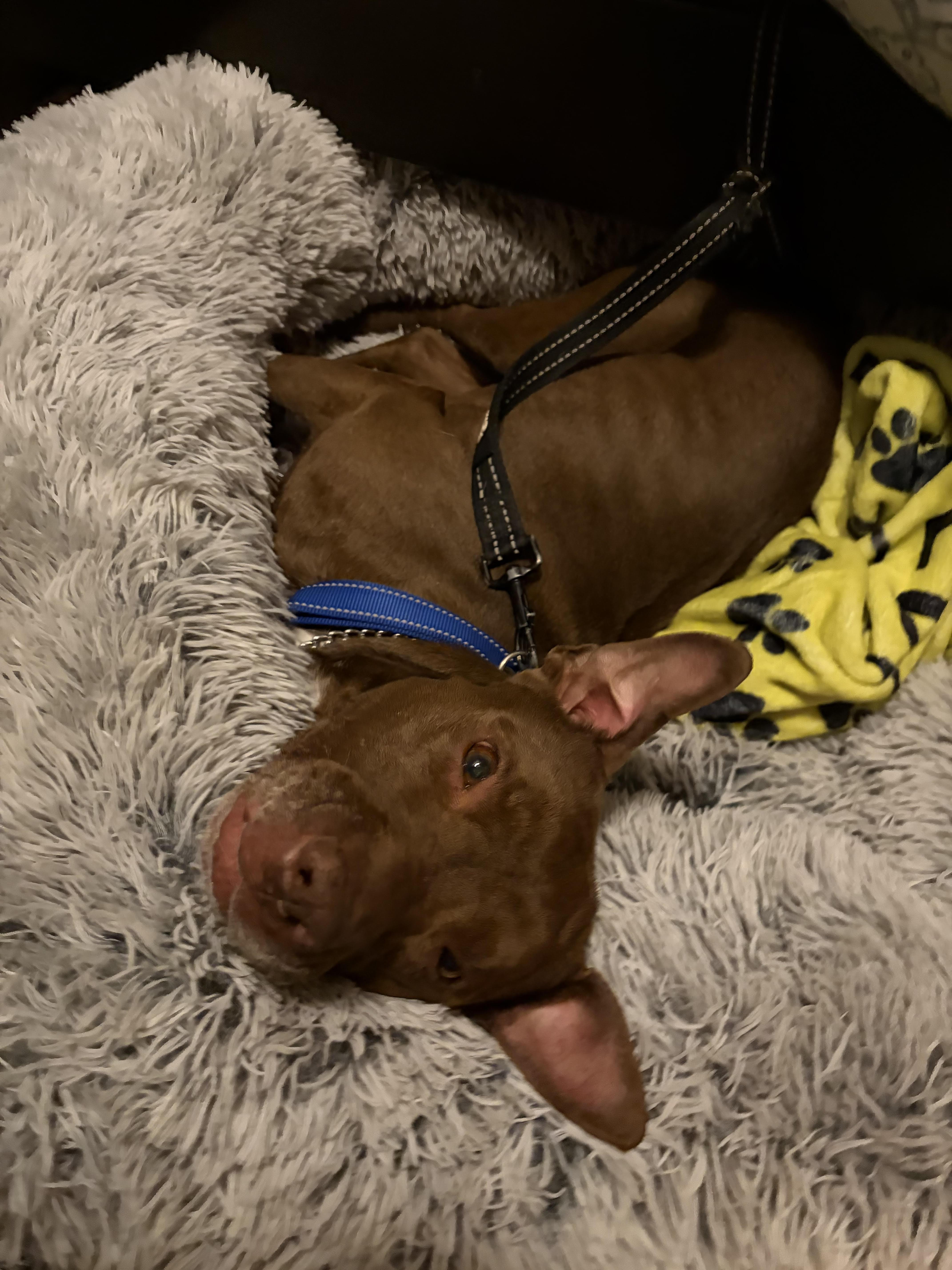 Rex