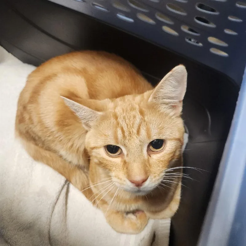 An adult medium-sized male Orange / Red Domestic Short Hair cat named Found Footage for adoption in York, PA