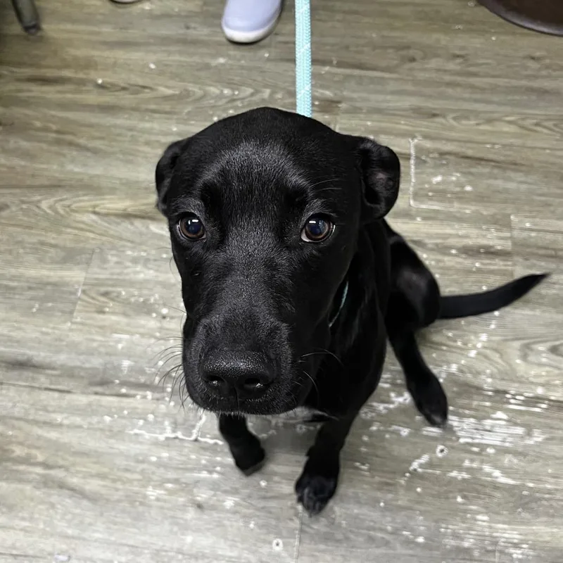 A young medium-sized male Black Mixed Breed dog named Toby for adoption in Summerville, SC