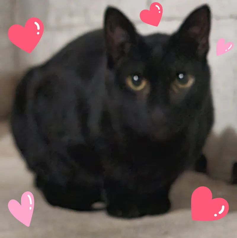 Snickers thumbnail 3