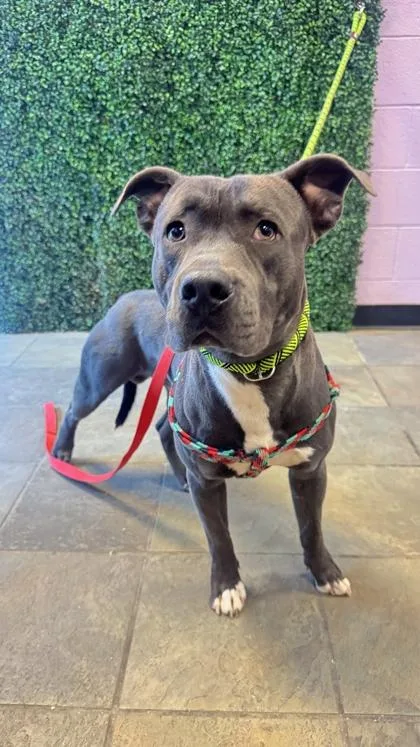 An adult medium-sized male Gray / Blue / Silver Pit Bull Terrier dog named Iggy for adoption in El Paso, TX