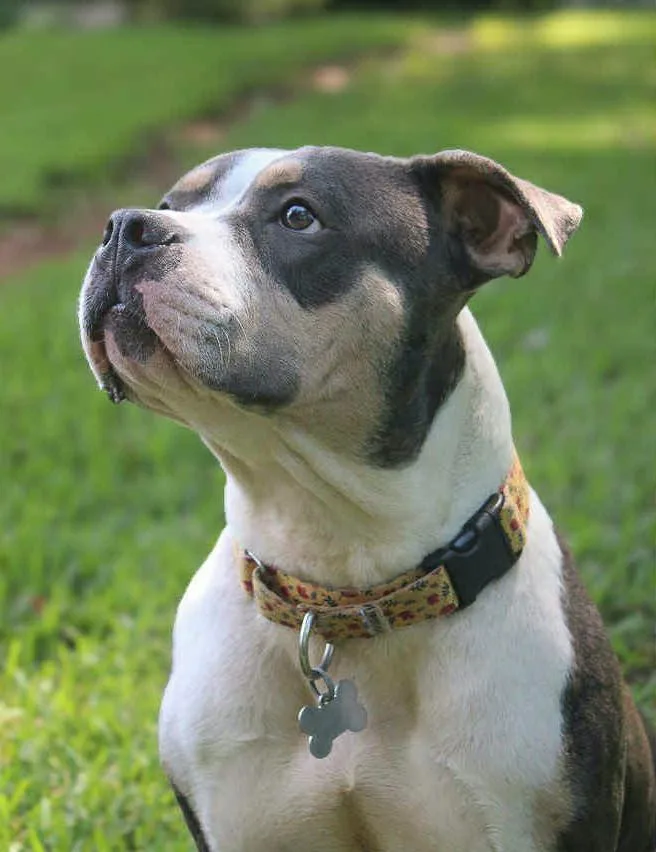 A young medium-sized female American Bulldog dog named Bertie for adoption in Decatur, GA