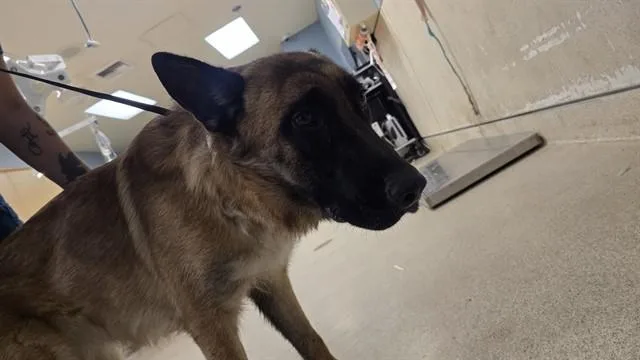 An adult large-sized female German Shepherd Dog dog named Lulu for adoption in Riverside, CA