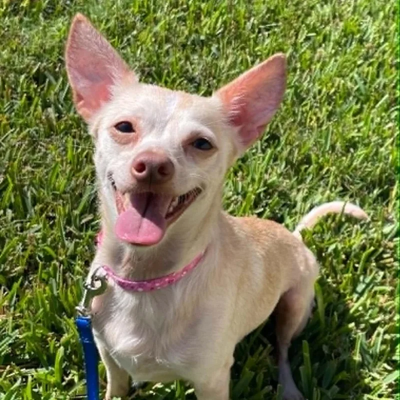 An adult small-sized female Yellow / Tan / Blond / Fawn Chihuahua dog named Savannah for adoption in TITUSVILLE, FL