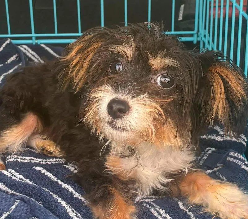 A young small-sized male Aussiedoodle dog named Hopper for adoption in Anniston, AL