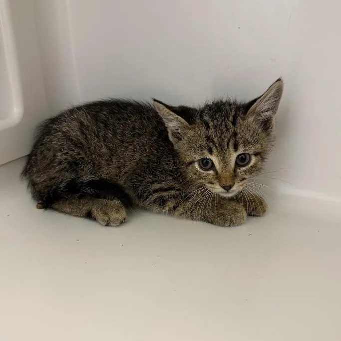A baby small-sized female Brown / Chocolate Domestic Medium Hair cat named Amber for adoption in Grantsville, UT