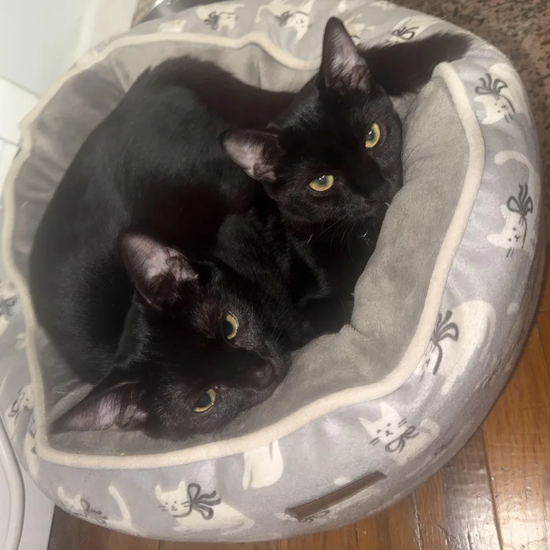 Onyx and Midnight