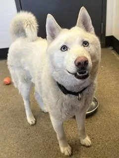 A young medium-sized male White / Cream Siberian Husky dog named Ghostie for adoption in Cleveland, OH