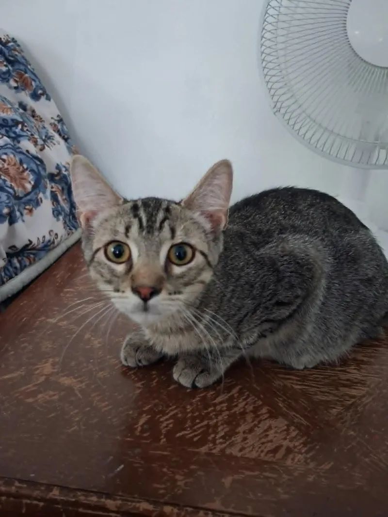 A baby medium-sized male Tabby (Gray / Blue / Silver) Domestic Short Hair cat named Eros for adoption in Overland Park, KS