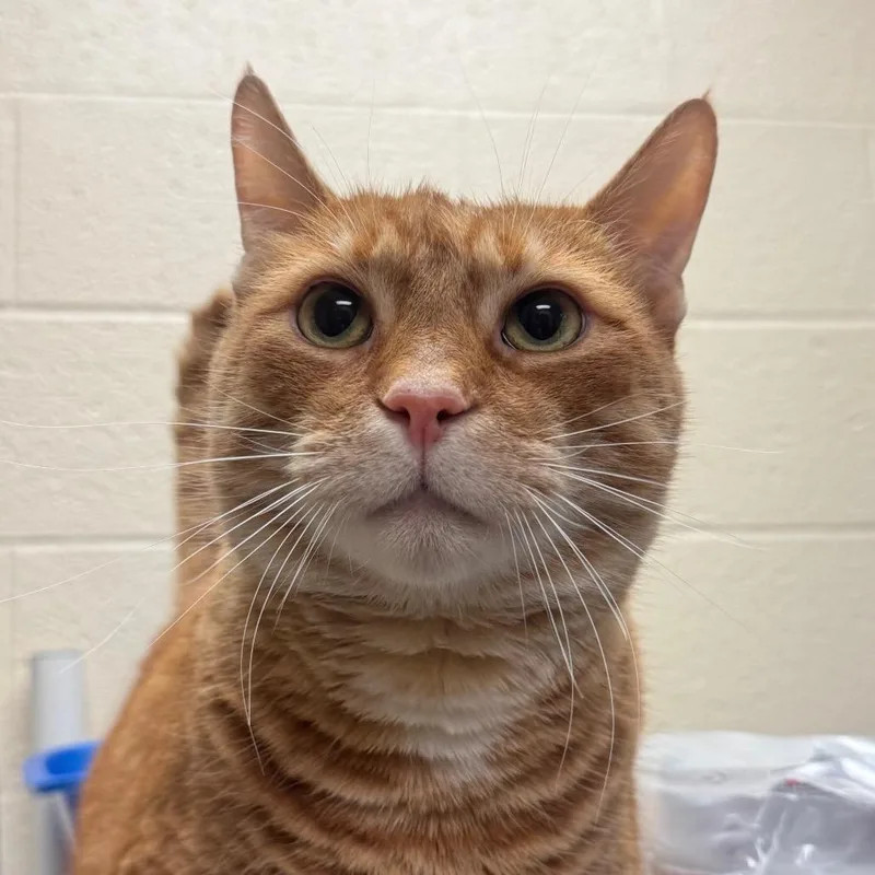 An adult extra large-sized male Orange / Red Domestic Short Hair cat named Mj for adoption in York, PA