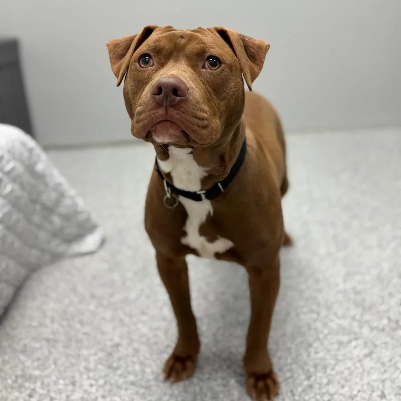 Kielbasa thumbnail 2