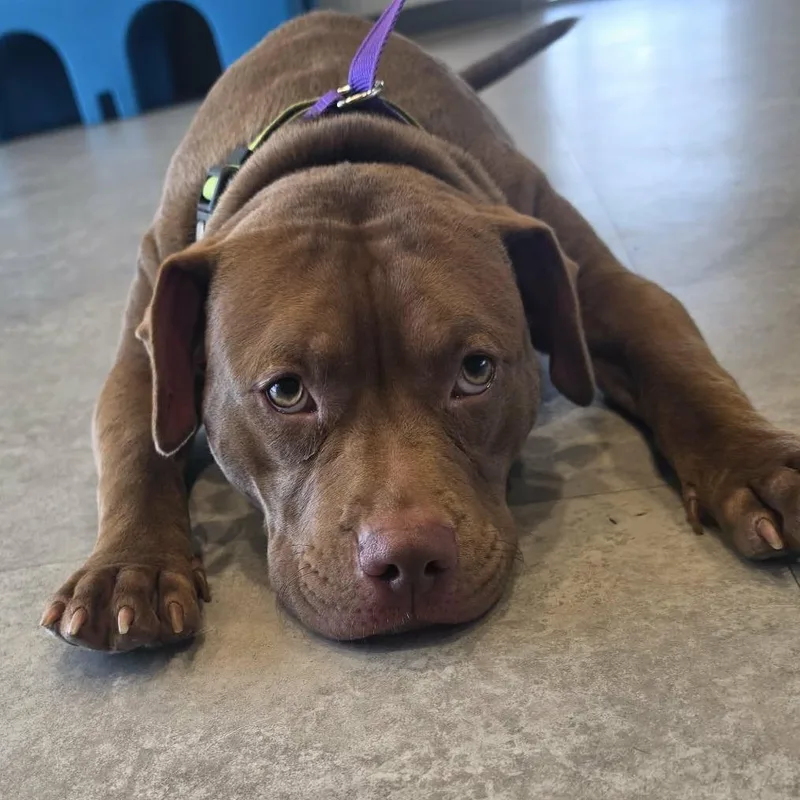 Kielbasa thumbnail 3