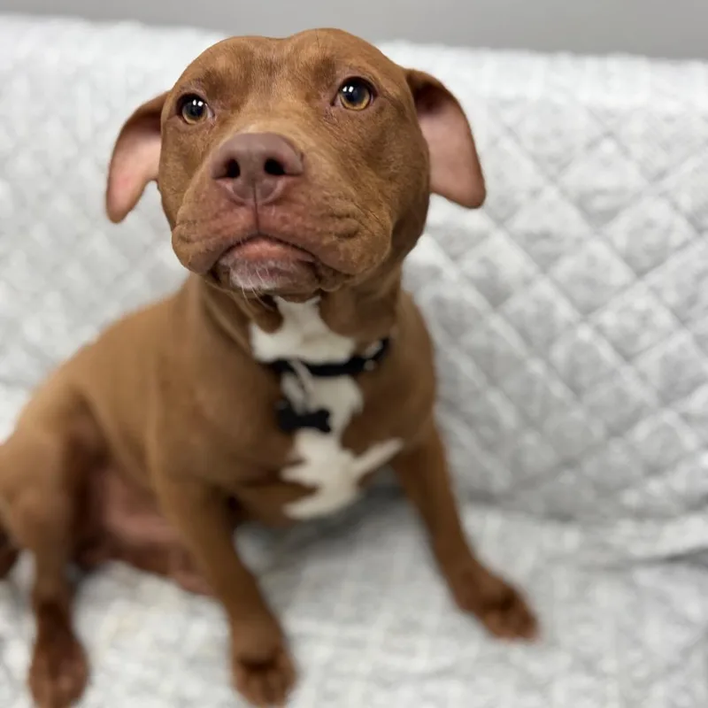 Kielbasa thumbnail 4