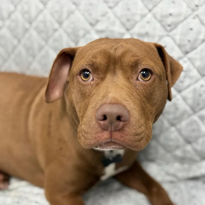 A young medium-sized male Brown / Chocolate Mixed Breed dog named Kielbasa for adoption in Monticello, IA