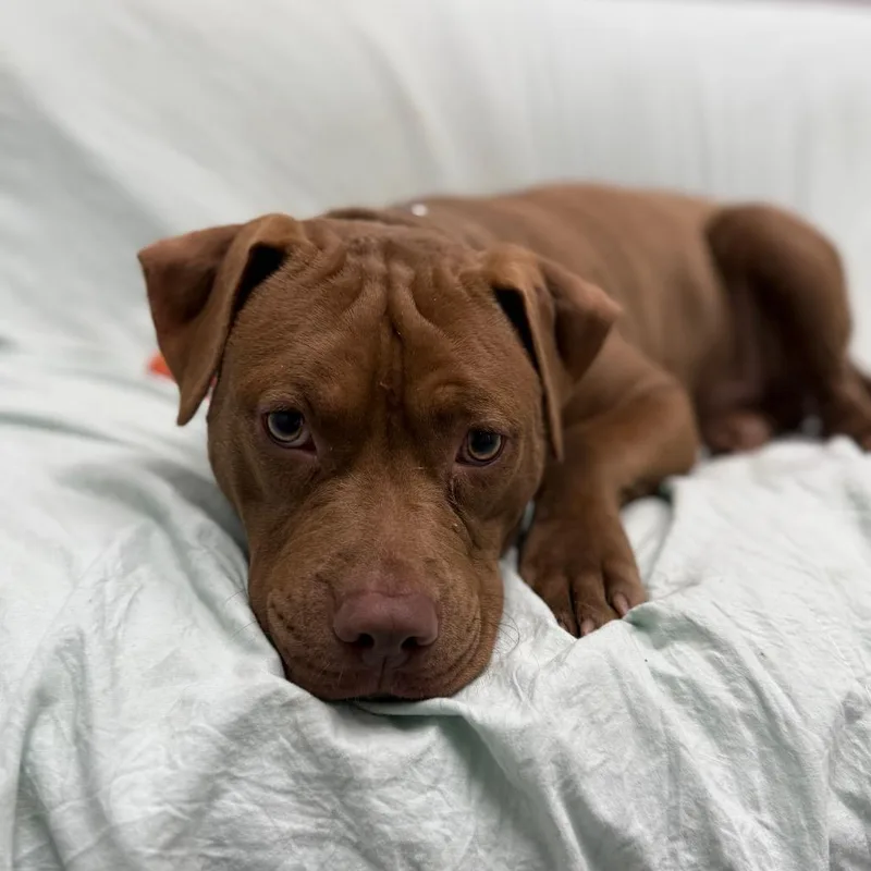 Kielbasa thumbnail 5