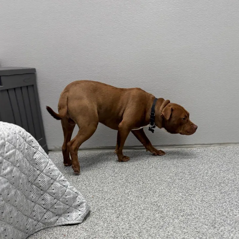 Kielbasa thumbnail 6