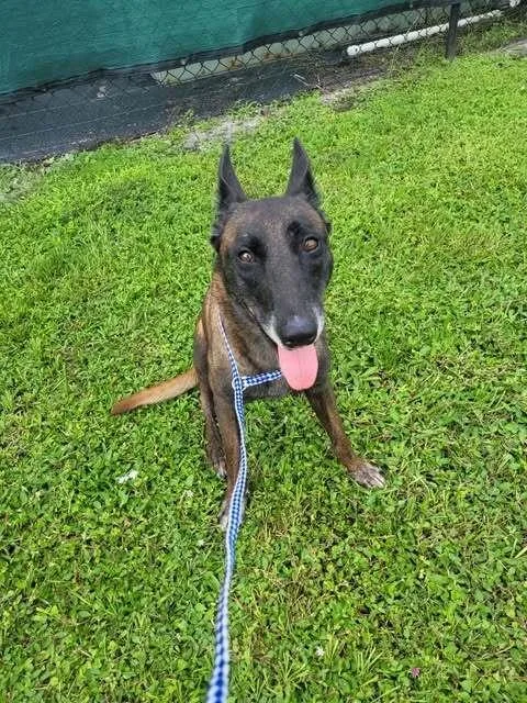 A young large-sized female Tricolor (Brown, Black, & White) Belgian Shepherd / Malinois dog named Country Queens Dolly for adoption in Imlay City, MI