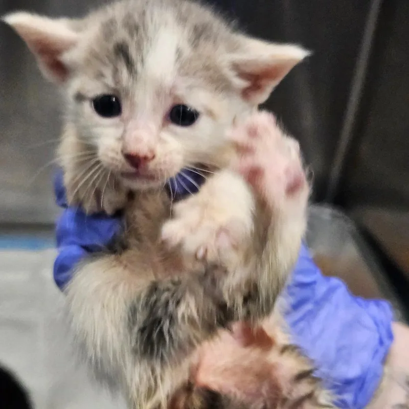 A baby small-sized female White Domestic Short Hair cat named Elizabeth for adoption in Greensboro, NC