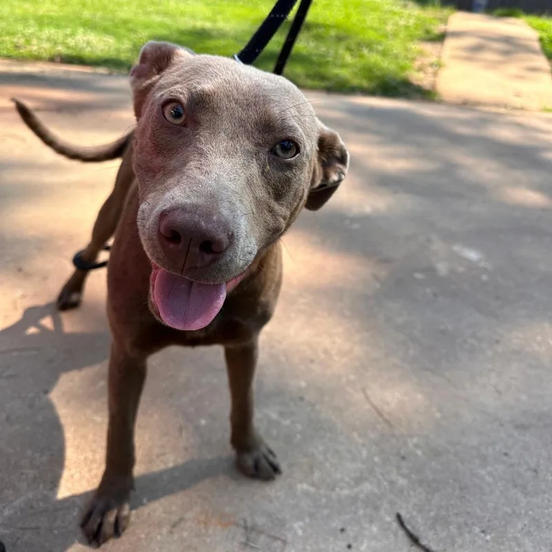 A young medium-sized female Brown / Chocolate Mixed Breed dog named Casey for adoption in Valley, AL