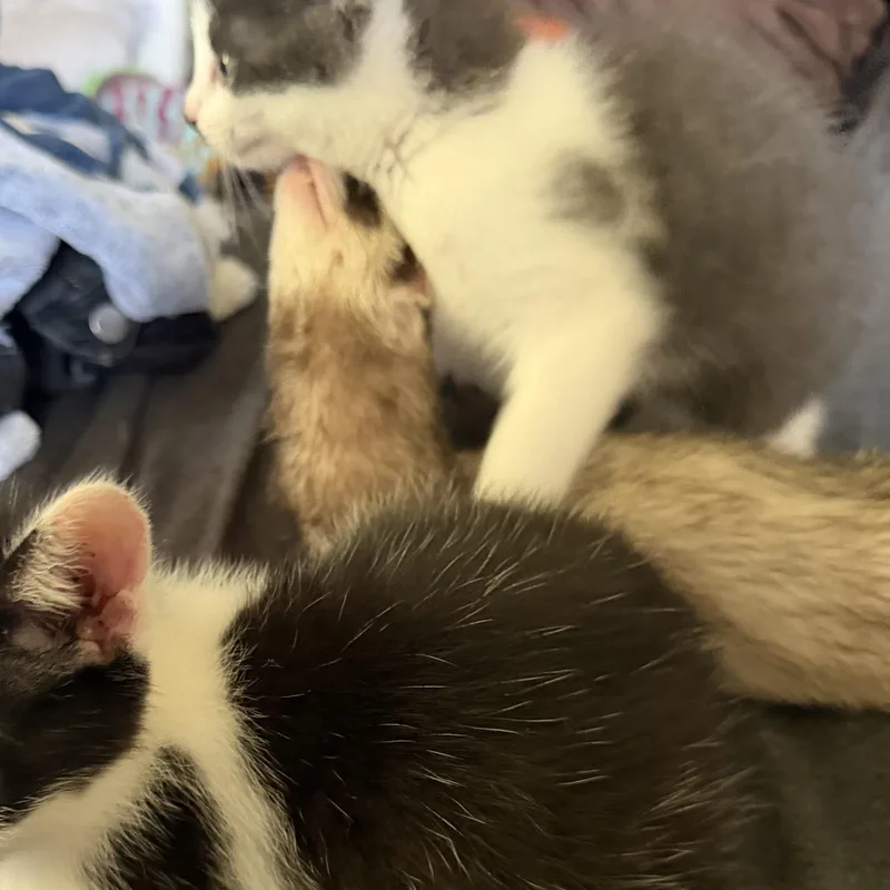 A baby medium-sized female Black Domestic Short Hair cat named Eva for adoption in Maple Glen, PA