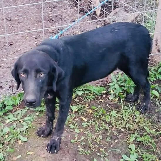 A young small-sized female Black Mixed Breed dog named Madison for adoption in Rogersville, MO