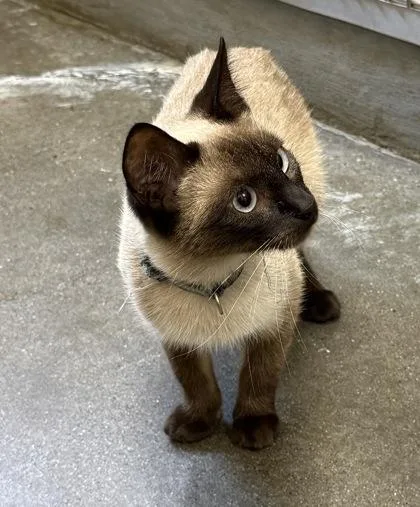 A young small-sized female Siamese cat named Zsa Zsa for adoption in Wilkesboro, NC