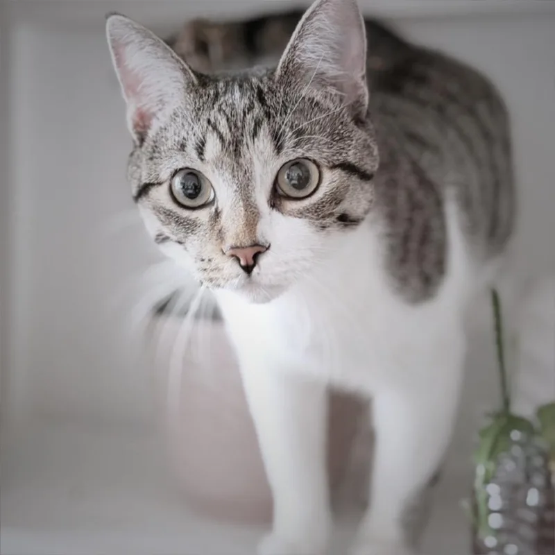 A young small-sized male Gray / Blue / Silver Domestic Short Hair cat named Stormy for adoption in Flower Mound, TX