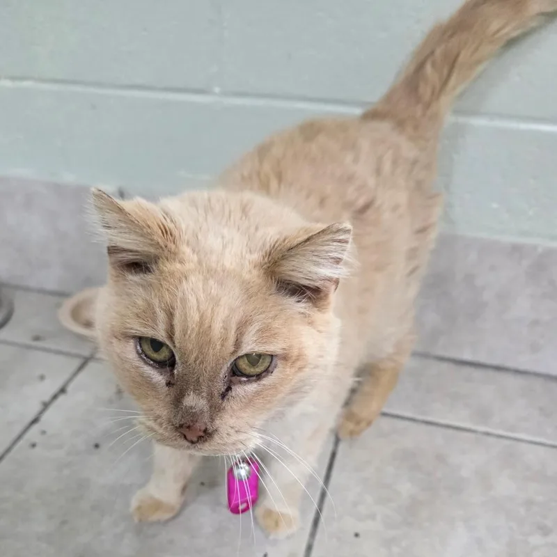 A senior medium-sized female Cream / Ivory Domestic Short Hair cat named Rose for adoption in Eureka Springs, AR