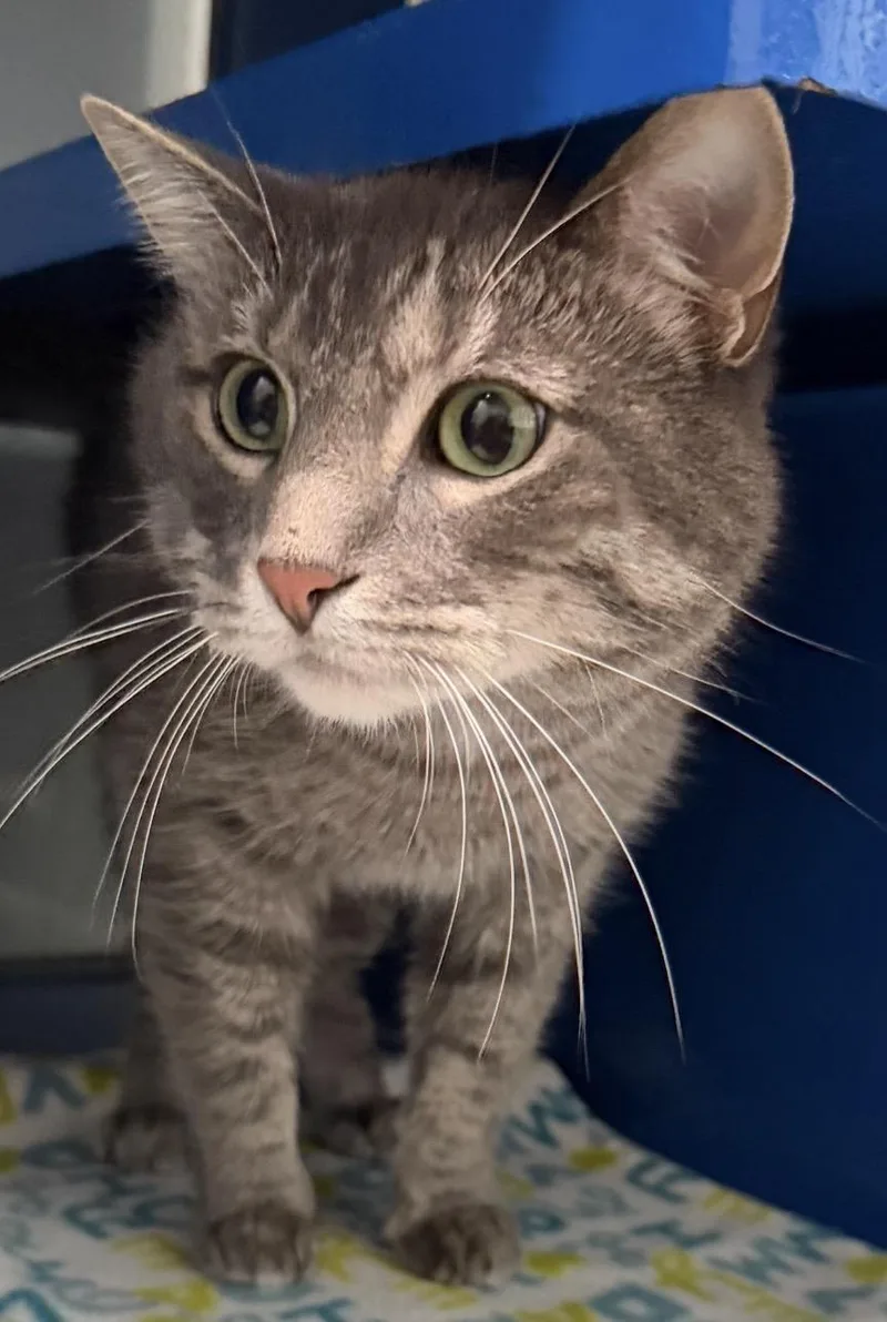 A young medium-sized female Tabby (Gray / Blue / Silver) Domestic Short Hair cat named Willow for adoption in Sault Sainte Marie, MI