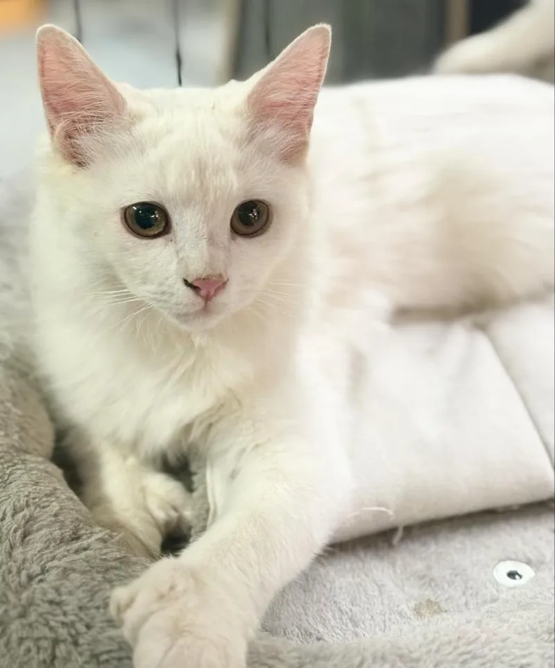 An adult large-sized male Domestic Short Hair cat named Snowshoe for adoption in Wasilla, AK
