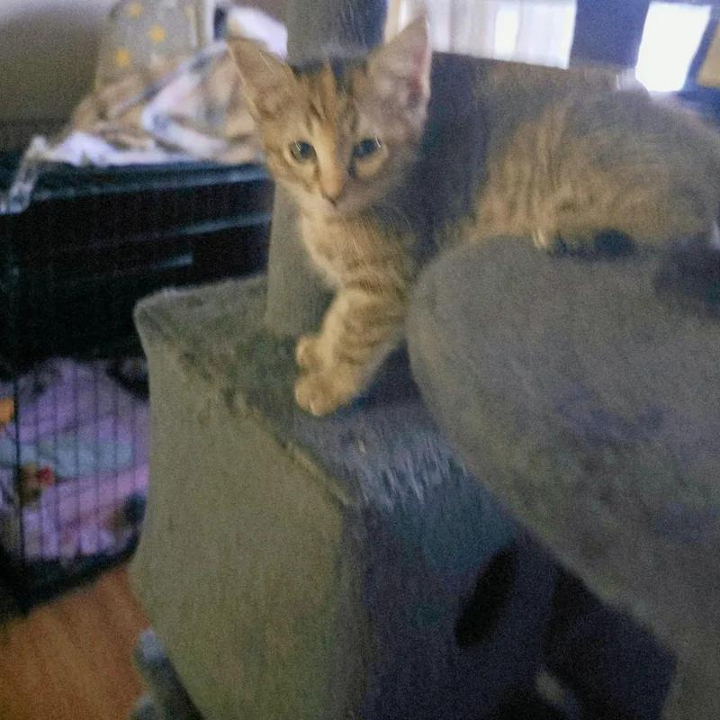 A baby medium-sized female Tabby (Brown / Chocolate) Domestic Short Hair cat named Star for adoption in Manhattan, KS