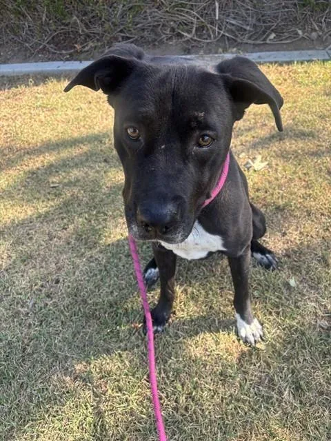 An adult large-sized male Pit Bull Terrier dog named Baker for adoption in Riverside, CA