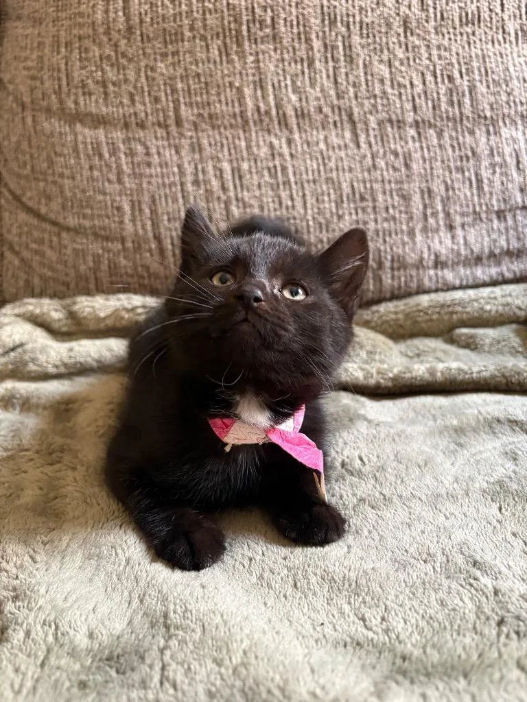 A baby small-sized female American Shorthair cat named Pete for adoption in Hagaman, NY