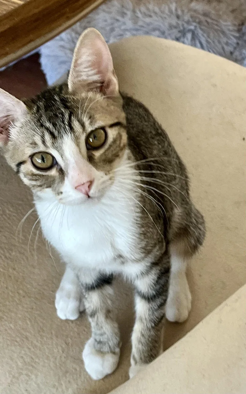 A baby small-sized female Gray & White Domestic Short Hair cat named Freeda for adoption in Phoenix, AZ