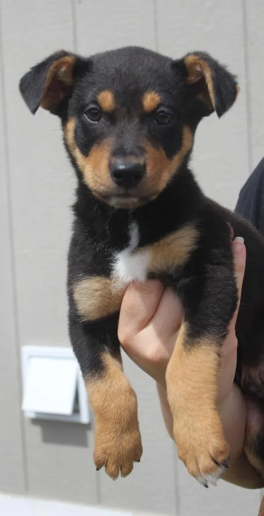 Dozer