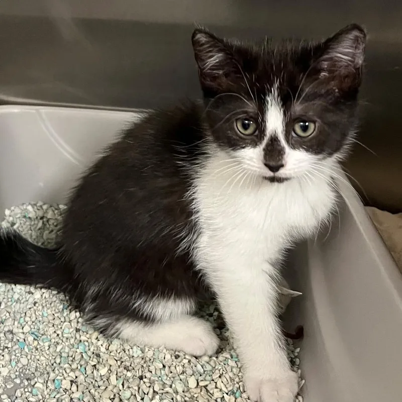 A baby small-sized female Black Domestic Short Hair cat named Peach for adoption in New York, NY