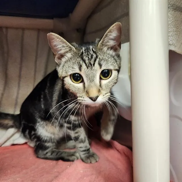 A young medium-sized female Domestic Short Hair cat named Dawn for adoption in Huntsville, AL