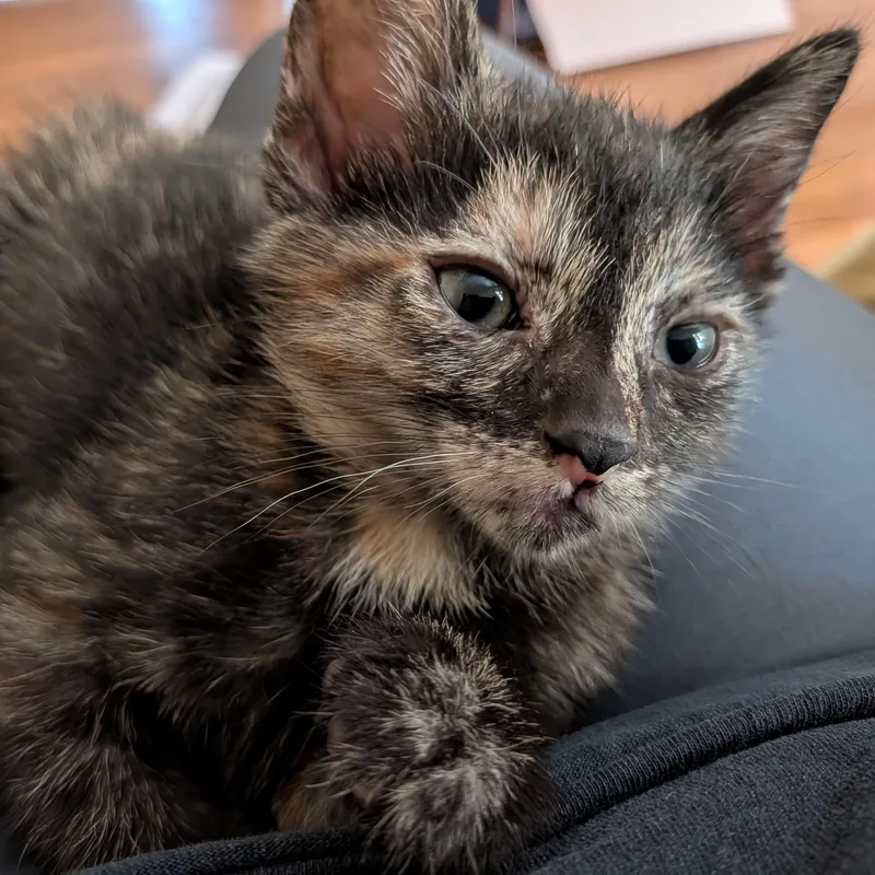 Cheyenne thumbnail 2