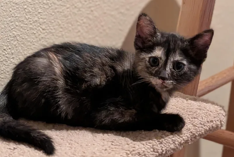 Cheyenne thumbnail 3