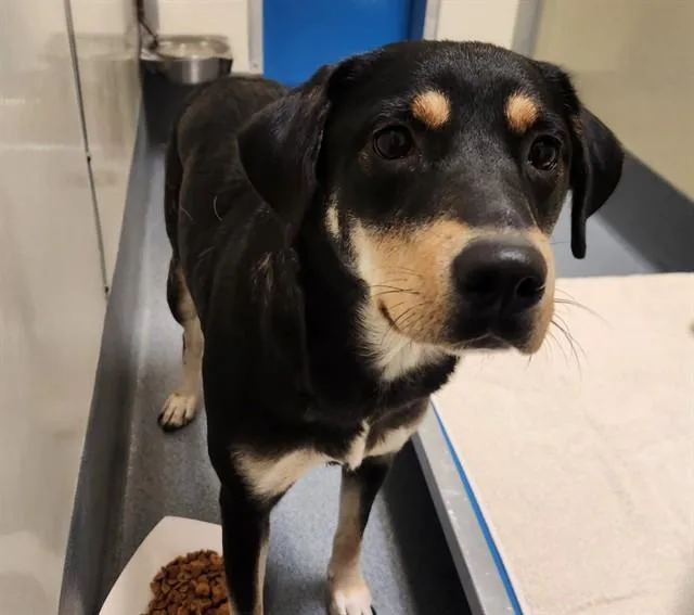 A young large-sized female Black and Tan Coonhound dog named Fondue for adoption in St. Louis, MO